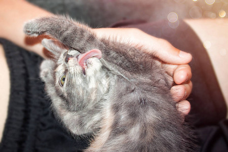 手和一只灰色的小猫玩耍图片