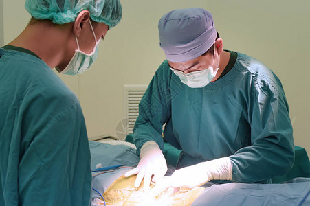 两个兽医手术在手术室图片