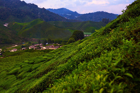 早上的绿茶种植园图片