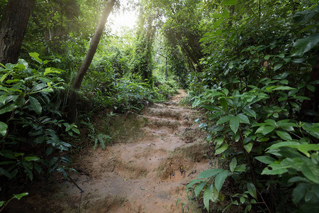 夏季雨后的热带亚洲丛林图片