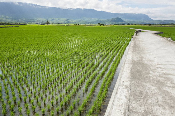 东绿稻田公路田园风光图片