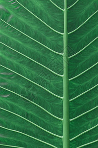 热带植物绿叶背景纹理图片