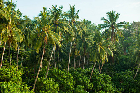 热带丛林中的棕榈树图片