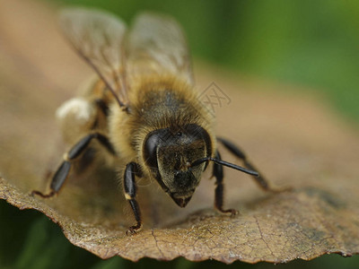 欧洲蜜蜂在其丹麦自然栖息地的欧洲背景图片