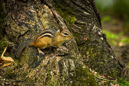 北美花栗鼠探索院子早春图片素材