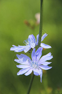 花在夏季盛开图片