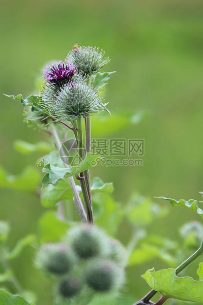 药用植物牛蒡牛蒡开花在夏田的花和叶夏季植物牛蒡绿图片