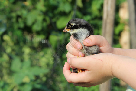孩子们手中的鸡新生活小鸟家禽农场的小鸡家禽场的小鸡图片