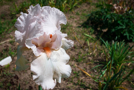 riscanica是一家人Iridaceae家族中一种花卉植物的公认名称图片