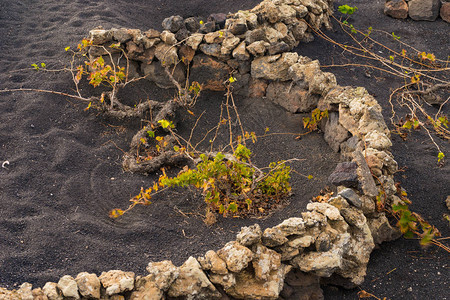 拉萨罗特岛上的圆形葡萄园与黑沙图片