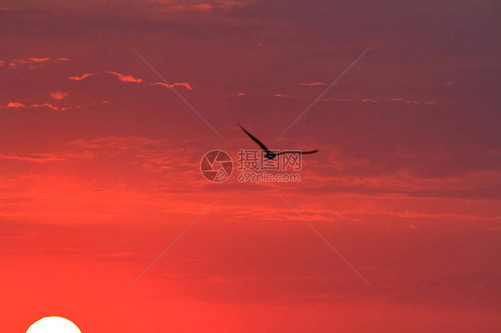 夕阳与鸟图片