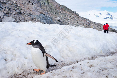 南极洲南极的企鹅图片