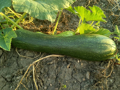 绿色长南瓜宏在地上的食人怪上在花园里种图片素材