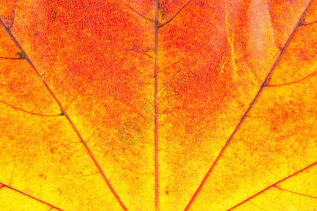 纹理与秋天叶脉图片