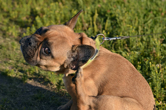 如何保护宠物不受叮咬年轻的法国斗牛犬年轻精力充图片