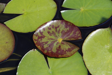 睡莲的叶子在池塘里睡莲图片