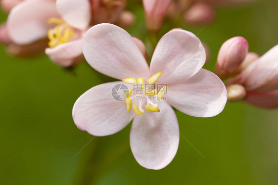 粉红色麻风树整数花图片