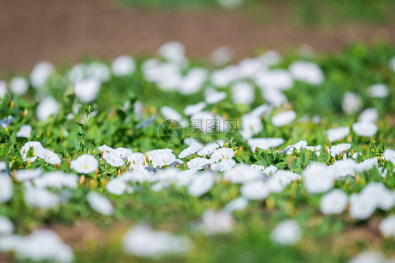 鲜花田结合或混凝土腐烂白花在植图片