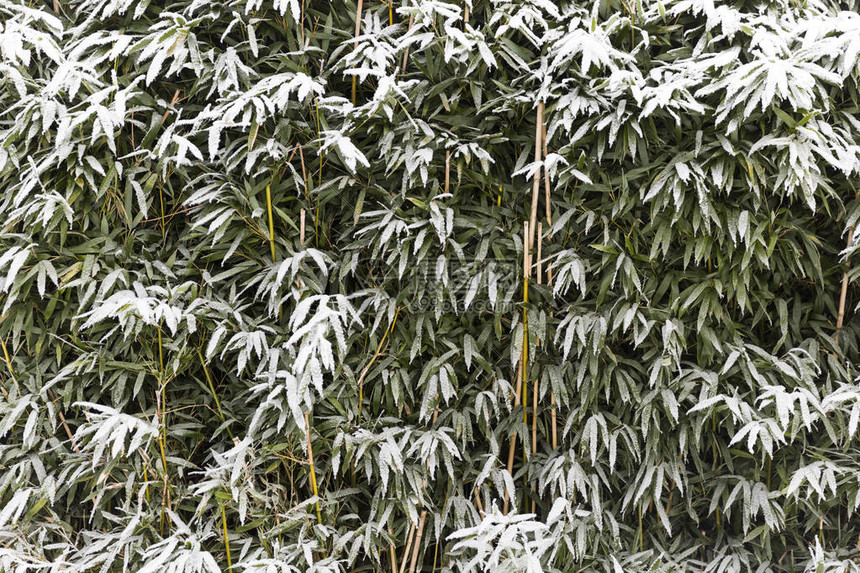 令人惊叹的竹树覆盖着一层薄的雪图片