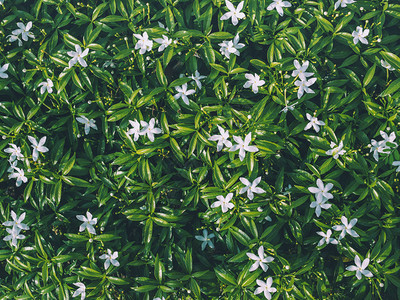 绿叶背景的白色小花图片