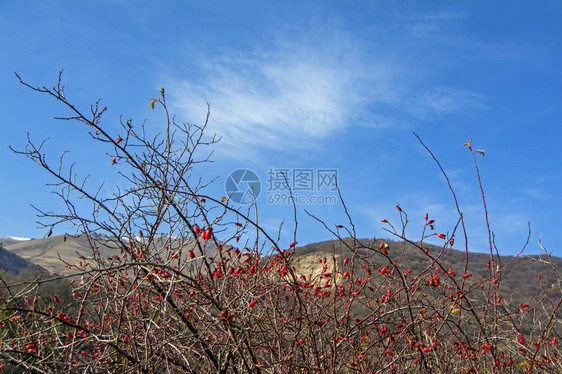 成熟浆果的灌木丛灌木上的dogrose的浆果野玫瑰的果实蓝天下山背景中带刺图片