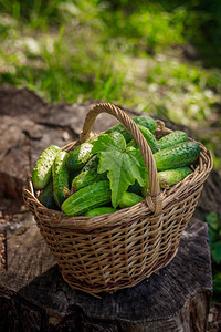 有黄瓜的篮子秋收夏收冬天的空白一篮蔬菜新鲜的蔬菜图片