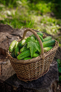 有黄瓜的篮子秋收夏收冬天的空白一篮蔬菜新鲜的蔬菜图片