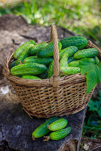 有黄瓜的篮子秋收夏收冬天的空白一篮蔬菜新鲜的蔬菜图片