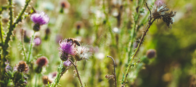野生粉红色奶蓟花与蜜蜂采集花粉图片