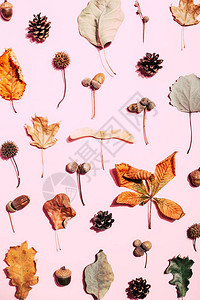 以粉红色背景干叶为底部的秋天模式顶端视图图片