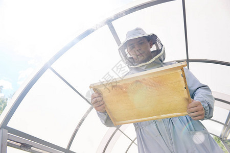 在现代养蜂场工作时图片