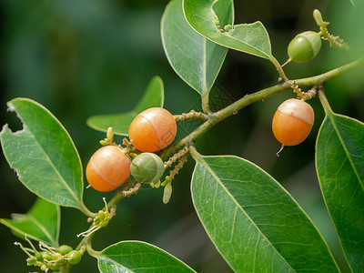 OlaxpsittacorumLam植物的果实图片