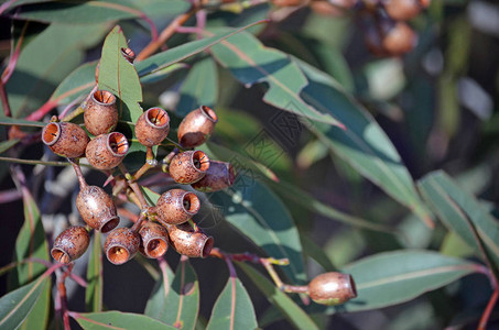 澳大利亚新南威尔士悉尼皇家国公园Eucalyptus树上的一图片