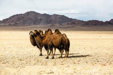 蒙古大草原上的骆驼图片