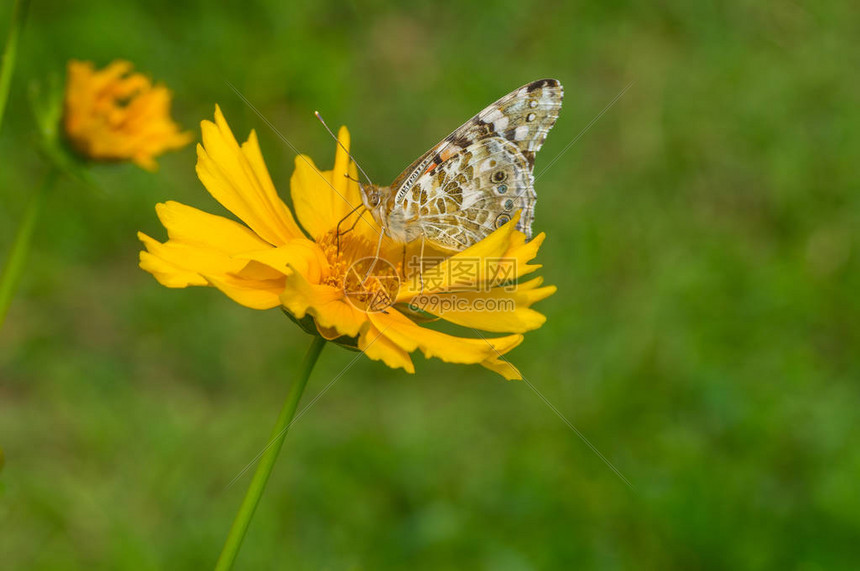 夏日在科罗普西花朵上吸花蜜的蝴蝶Vanessac图片