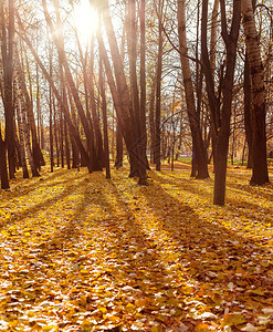 森林中的阳光秋天堕落的叶子图片