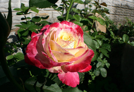 粉红色和白色的玫瑰图片