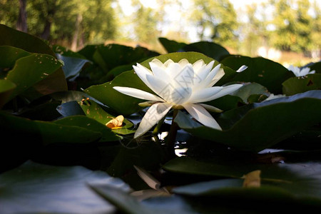 白水百合nympha图片