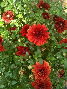 象征幸运幸福和长寿的花卉日本主题优雅精致的酒红色菊花图片