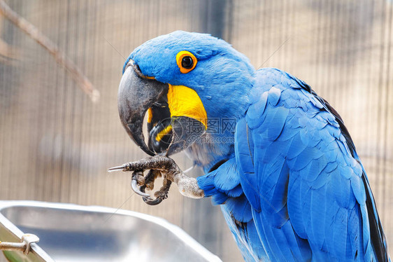 动物园笼子里的亮蓝色风信子金刚鹦鹉它是世界图片