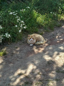 红头猫很厉害图片