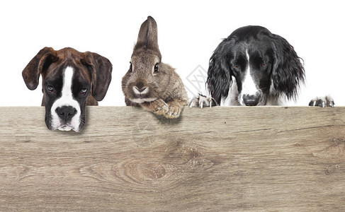 一只兔子身着棕色灰大衣和两只狗在白色图片