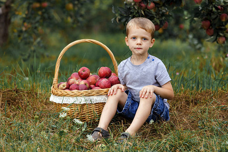金发小男孩在花园里帮忙在篮子里摘收获的图片