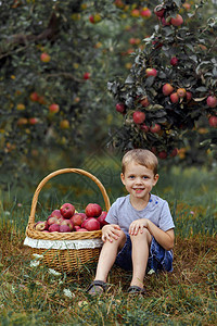 金发小男孩在花园里帮忙在篮子里摘收获的图片