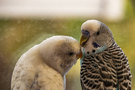 关闭parakeetpopular作为宠物鸟图片