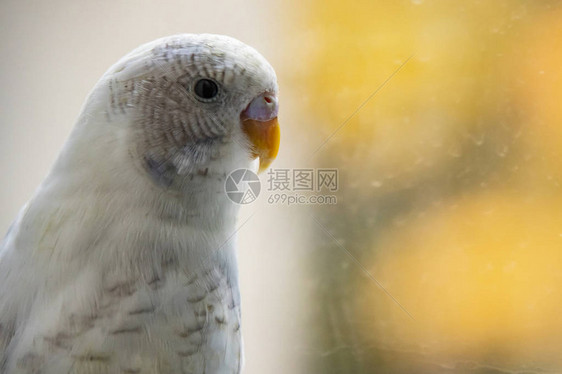 关闭parakeetpopular作为宠物鸟图片