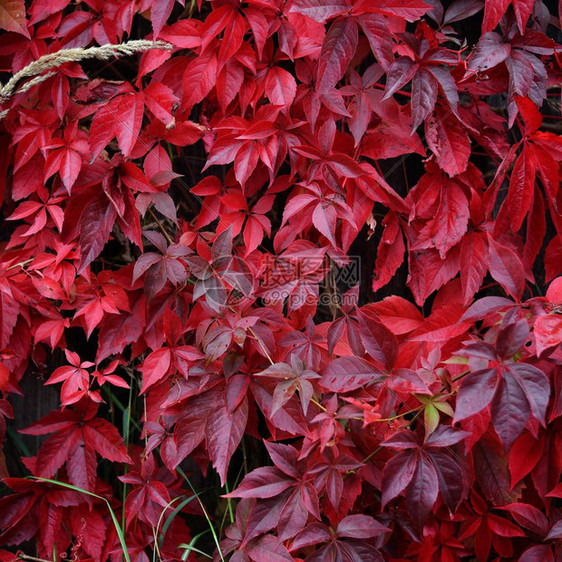 秋日木栅栏上密麻的红叶野葡萄图片