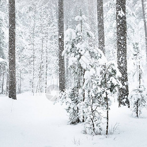 在降雪下的冬季森林中一棵被雪覆盖的图片