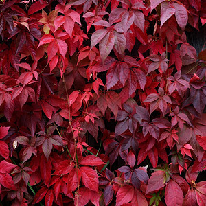 秋日木栅栏上密麻的红叶野葡萄图片