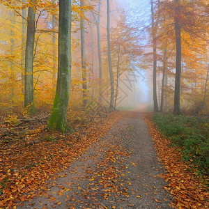 美丽的山毛榉树林中的神秘晨雾有秋天树的森林道路与黄色和橙色叶子图片